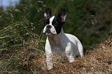 BOULEDOGUE FRANCAIS 906